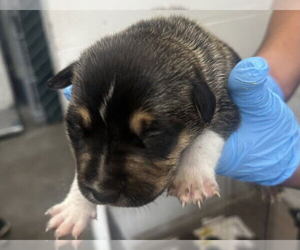 Medium Photo #1 German Shepherd Dog-Unknown Mix Puppy For Sale in San Bernardino, CA, USA