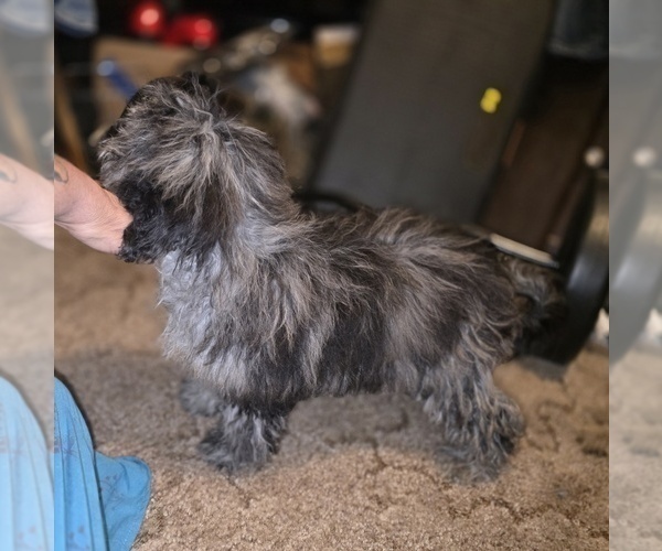 Medium Photo #10 ShihPoo Puppy For Sale in DYERSBURG, TN, USA