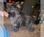 Small #9 ShihPoo