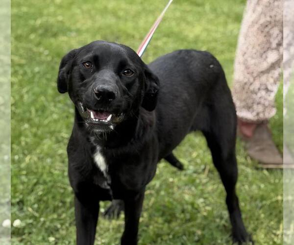 Medium Photo #1 Catahoula Leopard Dog-Labrador Retriever Mix Puppy For Sale in Yardley, PA, USA