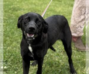 Catahoula Leopard Dog-Labrador Retriever Mix Dogs for adoption in Yardley, PA, USA