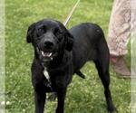 Small Catahoula Leopard Dog-Labrador Retriever Mix