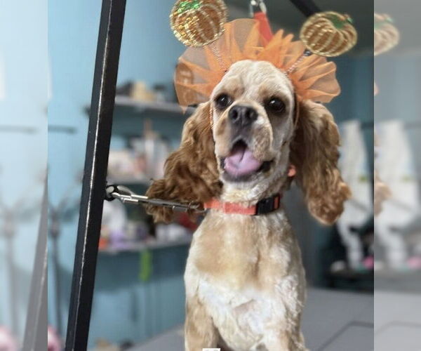 Medium Photo #3 Cocker Spaniel-Unknown Mix Puppy For Sale in Mooresville, NC, USA