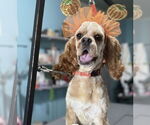 Small #2 Cocker Spaniel Mix