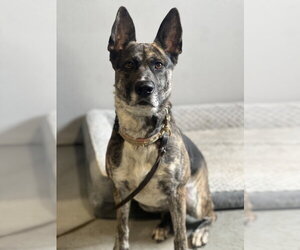 Holland Shepherd-Unknown Mix Dogs for adoption in Dana Point, CA, USA