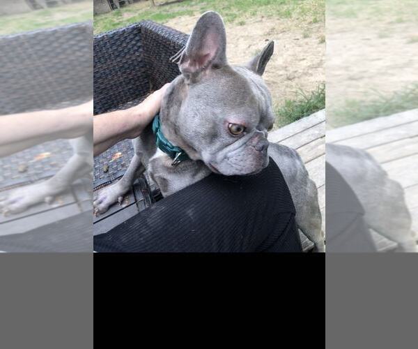 Medium Photo #8 French Bulldog Puppy For Sale in Buffalo, MN, USA