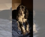 Small Photo #1 Labradinger Puppy For Sale in SPARTA, WI, USA