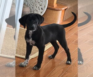 Labbe Dogs for adoption in Mechanicsburg, PA, USA