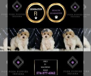 Maltipoo Puppy for sale in WARSAW, IN, USA