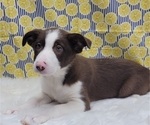 Small Photo #7 Border Collie Puppy For Sale in BLAKESBURG, IA, USA