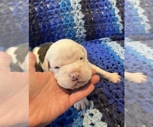 Boxer-Valley Bulldog Mix Puppy for sale in LONE ROCK, WI, USA