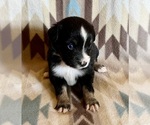 Image preview for Ad Listing. Nickname: Black Tri F
