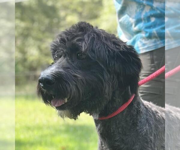 Medium Photo #1 Boxer-Poodle (Standard) Mix Puppy For Sale in Yardley, PA, USA