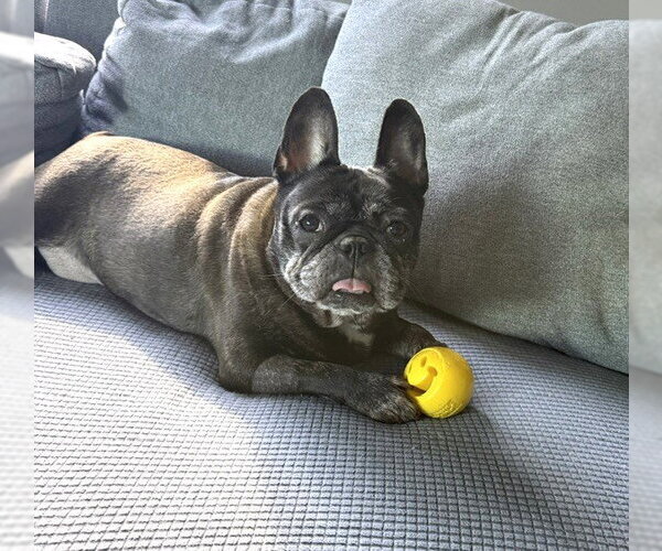 Medium Photo #3 French Bulldog Puppy For Sale in St. Louis Park, MN, USA