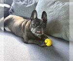 Small #2 French Bulldog