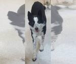 Small #14 Border Collie