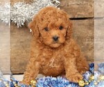 Small #11 Cavapoo