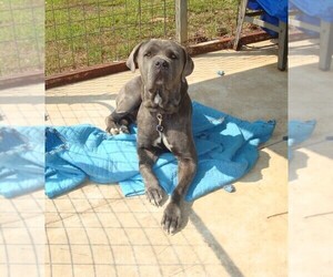 Father of the Cane Corso puppies born on 08/31/2020