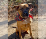 Small #12 Black Mouth Cur-Labrador Retriever Mix