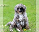 Small #6 Bernedoodle (Miniature)