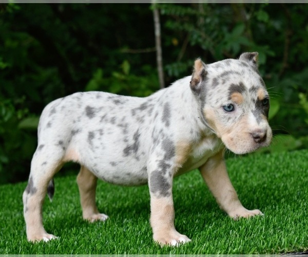Full screen Photo #17 American Bully Puppy For Sale in CLEVELAND, GA, USA