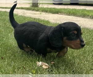 Dachshund Litter for sale in KIMBALL, MN, USA