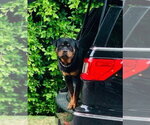 Small #7 Rottweiler