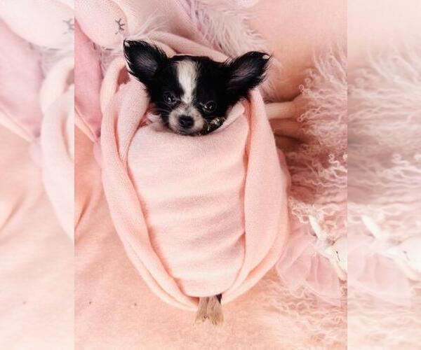 Medium Photo #13 Chihuahua Puppy For Sale in FORT LAUDERDALE, FL, USA
