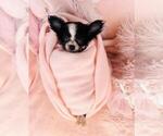 Small Photo #13 Chihuahua Puppy For Sale in FORT LAUDERDALE, FL, USA