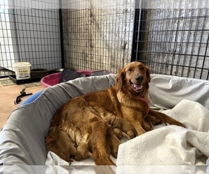 Mother of the Golden Retriever puppies born on 04/06/2025