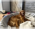 Small Photo #1 Golden Retriever Puppy For Sale in MARSHFIELD, MO, USA