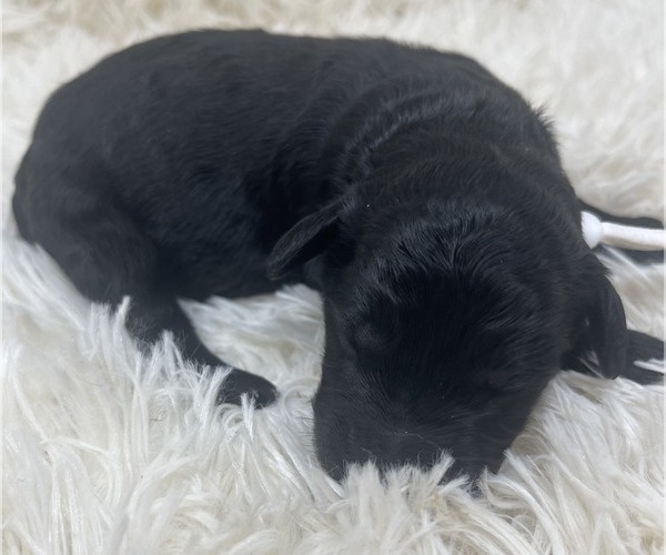 Medium Photo #30 Goldendoodle Puppy For Sale in PIERSON, FL, USA