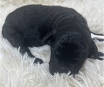Small Photo #30 Goldendoodle Puppy For Sale in PIERSON, FL, USA