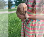 Small #8 Golden Retriever