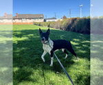 Small #3 Border Collie Mix