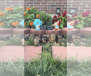 Yorkshire Terrier Puppy for sale in ROSEDALE, NY, USA