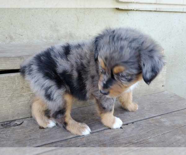 Medium Photo #6 Australian Shepherd Puppy For Sale in RAYMORE, MO, USA