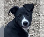 Small Photo #1 Collie-Labrador Retriever Mix Puppy For Sale in Yardley, PA, USA