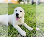 Small #1 Maremma Sheepdog