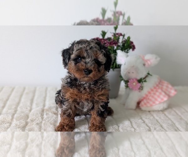 Medium Photo #10 Poodle (Miniature) Puppy For Sale in GOSHEN, IN, USA