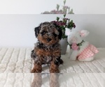 Small #9 Poodle (Miniature)