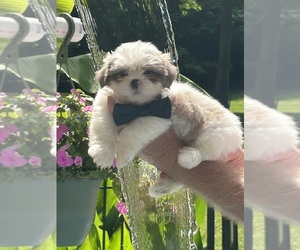 Medium Shih Tzu