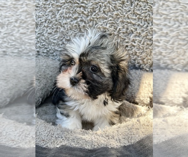 Medium Photo #2 Zuchon Puppy For Sale in RENO, NV, USA