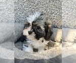 Small #1 Zuchon
