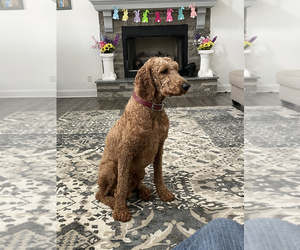 Poodle (Standard) Puppy for sale in HOLLAND, VA, USA
