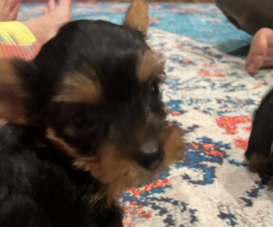 Yorkshire Terrier Puppy for sale in EFFINGHAM, SC, USA