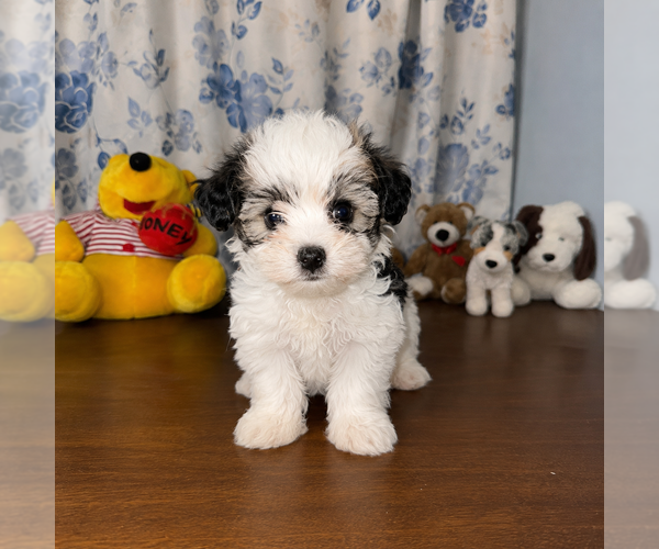 Medium Photo #42 Morkie Puppy For Sale in DURHAM, CT, USA