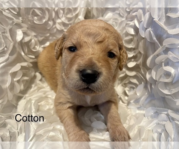 Medium Photo #1 Golden Retriever-Goldendoodle Mix Puppy For Sale in NIANGUA, MO, USA