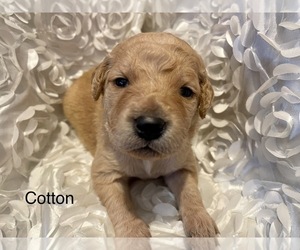 Golden Retriever-Goldendoodle Mix Puppy for Sale in NIANGUA, Missouri USA