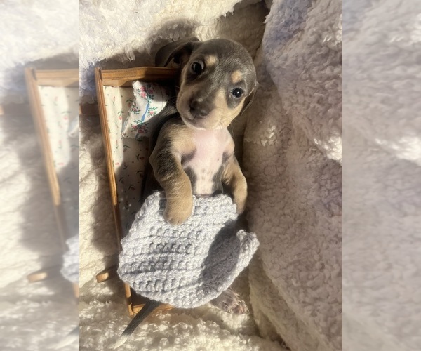 Medium Photo #32 Dachshund Puppy For Sale in LAKEBAY, WA, USA